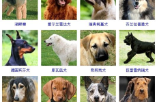 宠物犬种类,了解不同犬种，选择最适合您的伴侣