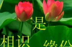 qq表情头像高清大图,经典表情与个性头像的视觉盛宴